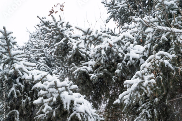 Fototapeta snow covered trees