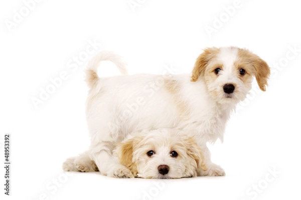 Obraz Puppies playing isolated on a white background