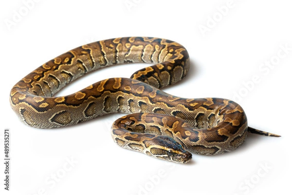 Fototapeta African rock python (Python sebae) on a white background