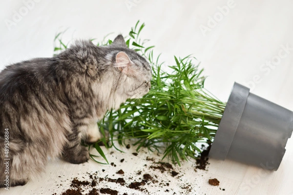 Fototapeta The gray cat was naughty. A fluffy gray cat dropped a pot with a flower.