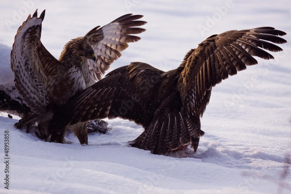 Obraz Common buzzards