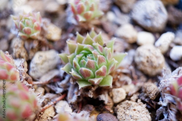 Fototapeta 多肉植物