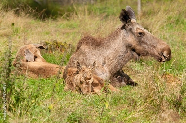 Obraz Elch Kuh mit Babys