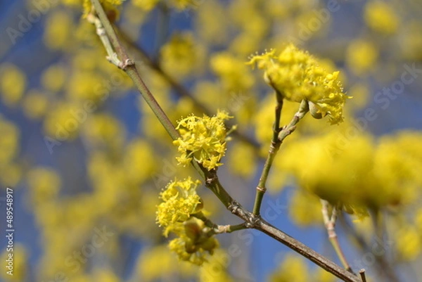 Obraz yellow flowers in spring