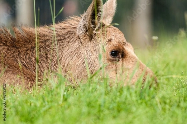 Obraz Elch Kalb Kopf liegend