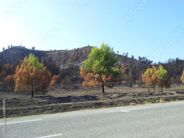 Fototapeta Feu de forêt