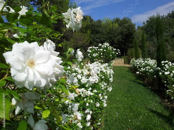 Fototapeta Parc fleurs roses