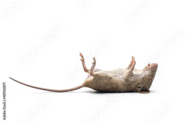 Obraz dead mouse isolated on white background