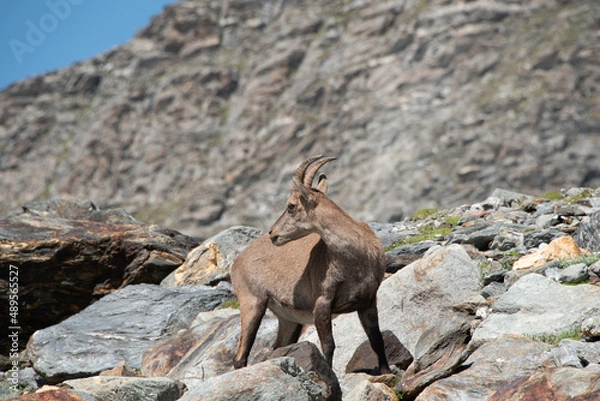Fototapeta a stag, female of the ibex, observes us on our hiking trail in front of the Genepy lake in the French Alps