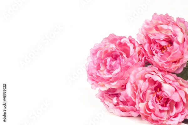Obraz Pink peony