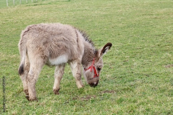 Fototapeta âne Catalan