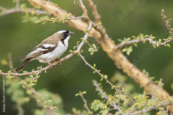 Fototapeta A white-browed sparrow-weaver (Plocepasser mahali) 
 perched on a branch of a tree.
