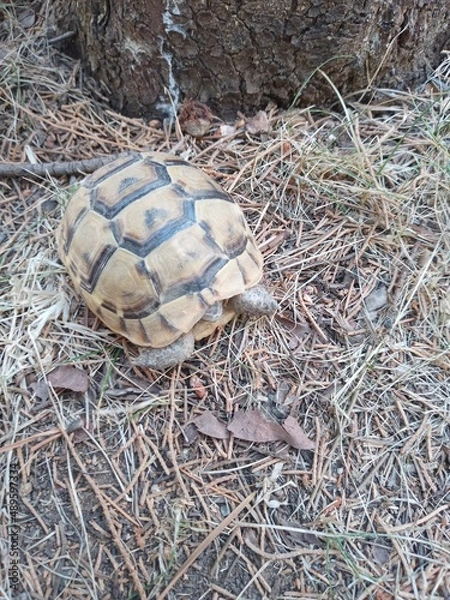 Obraz turtle on the grass