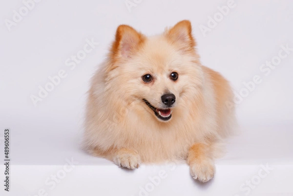 Obraz Portrait of cute puppy purebred pomeranian spitz. Little smiling dog spitz on gray background. Free space for text. Dog for advertising tape. Playful pet close-up.