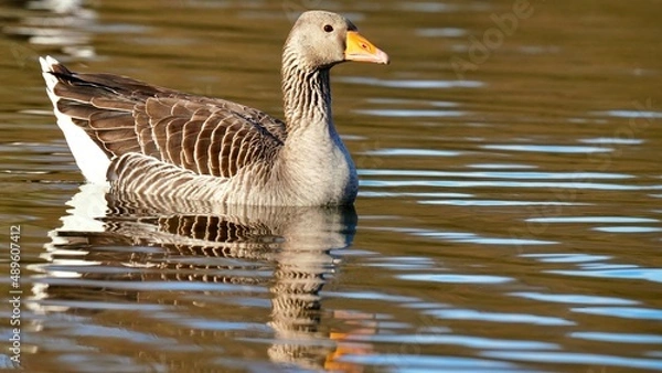Obraz Grey Geese