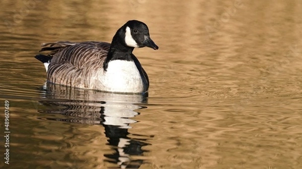 Obraz Canada goose