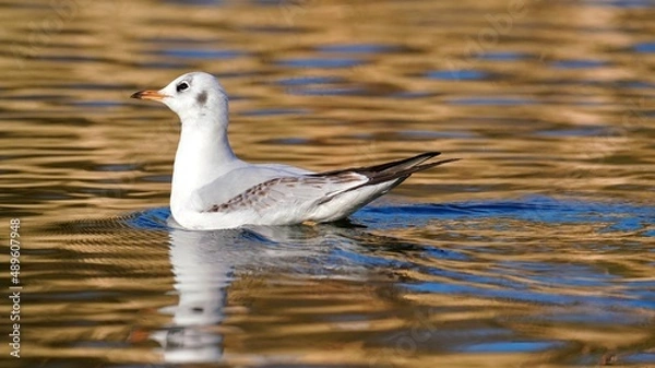 Obraz Black headed gull
