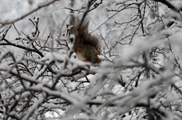 Obraz A squirrel sitting on a branch in the woods during winter