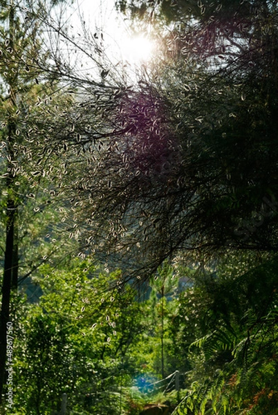 Obraz forst sunlight