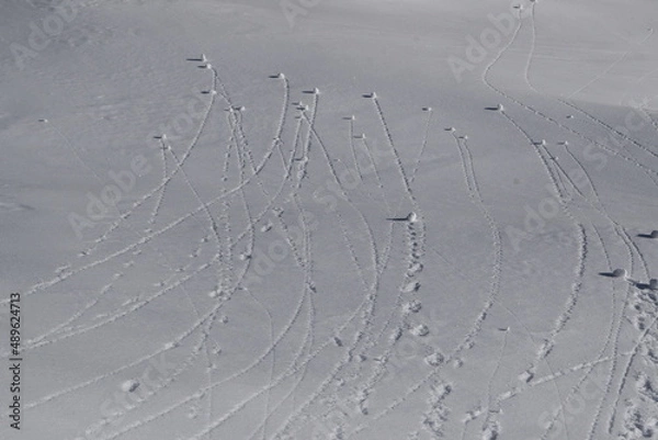 Obraz Multiple tracks in the snow created by tiny snowballs