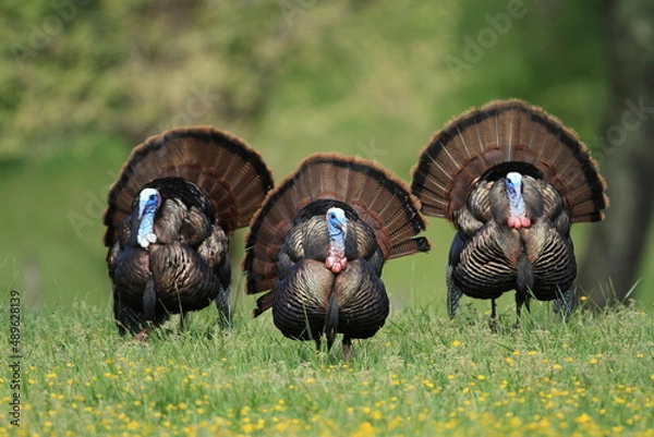Obraz Triple Turkey