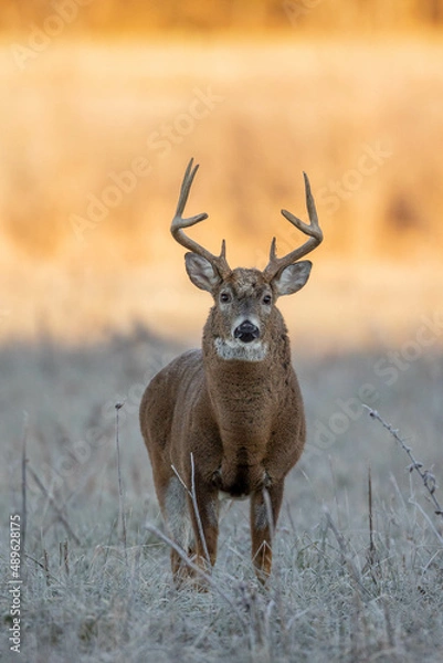 Obraz Whitetail at Sunrise