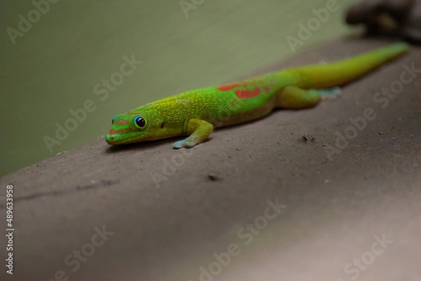 Obraz Green Gecko in Hawaiian Rain Forest