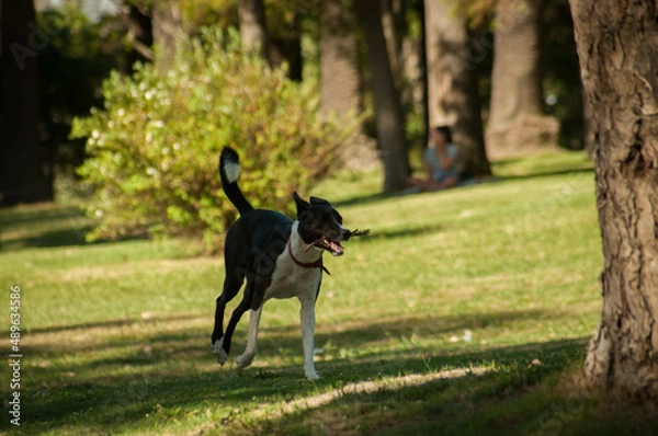 Fototapeta dog running in the park