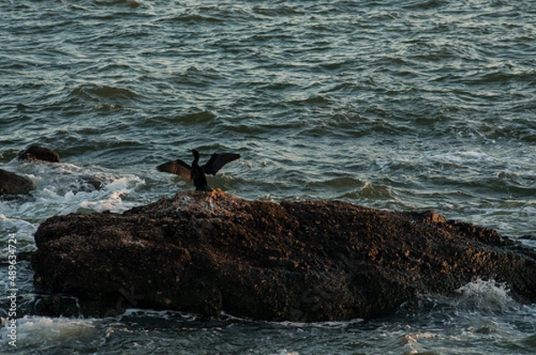 Obraz seagull on rocks