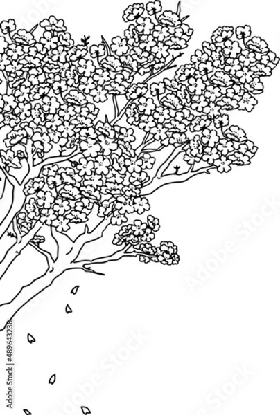 Fototapeta 桜の花びらが散る線画のイラスト