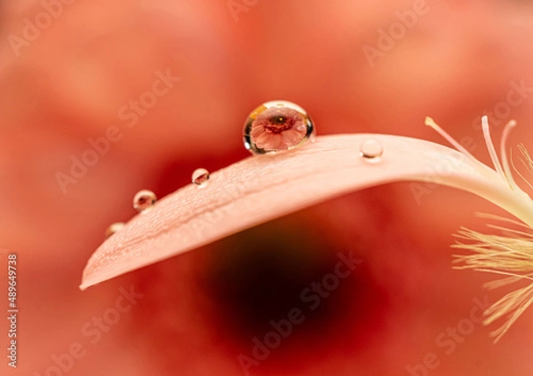 Obraz しずくフォト