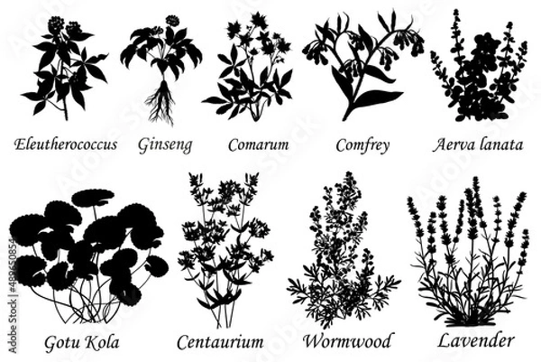Obraz Medicinal and healing herbs, set of botanical vector silhouettes.