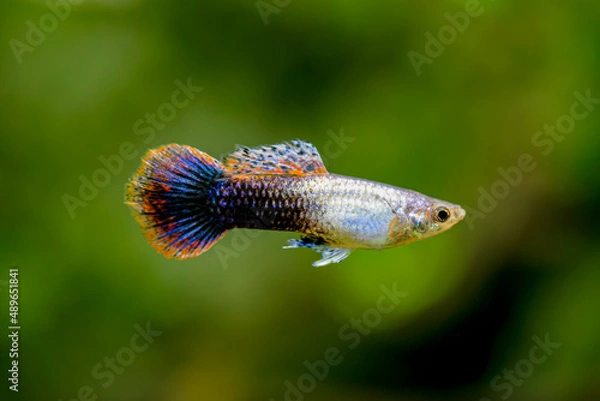 Fototapeta Pink Tuxedo Guppy - Poecilia reticulata