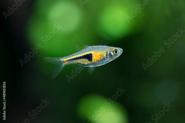 Fototapeta Trigonostigma hengeli - Lamb Chop Rasbora