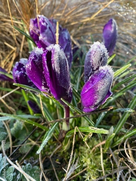 Obraz purple crocus flowers