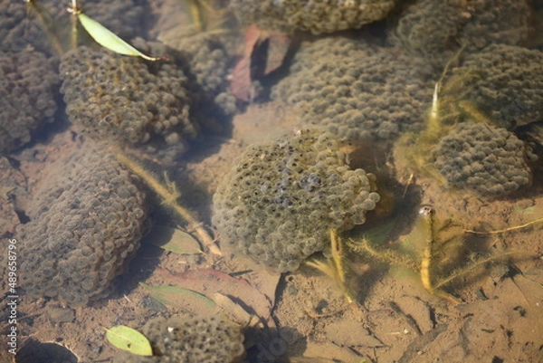 Fototapeta カエルの卵