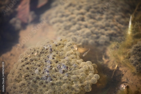 Fototapeta カエルの卵