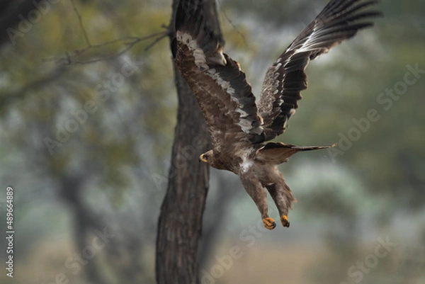 Obraz Imperial eagle takeoff at Bhigwan bird sanctuary, Maharashtra