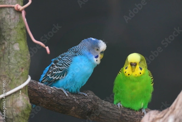 Obraz 仲のいいカラフルなセキセイインコのカップル
