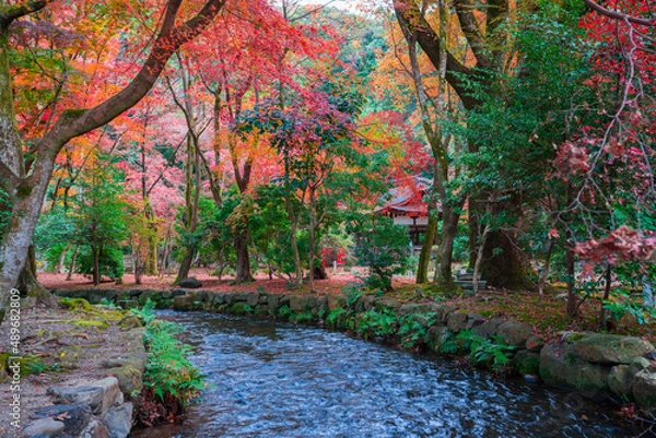 Fototapeta 京都　上賀茂神社の紅葉