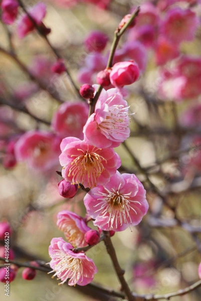 Obraz 早春の公園に咲く梅の花
