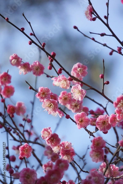 Fototapeta 早春の公園に咲く梅の花