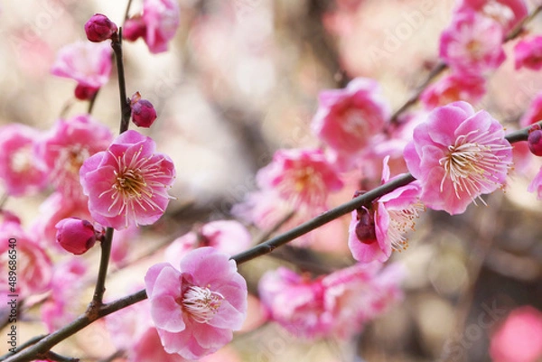 Fototapeta 早春の公園に咲く梅の花