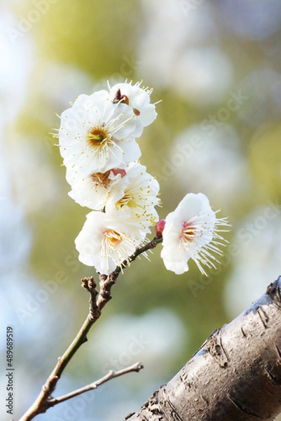 Obraz 早春の公園に咲く梅の花