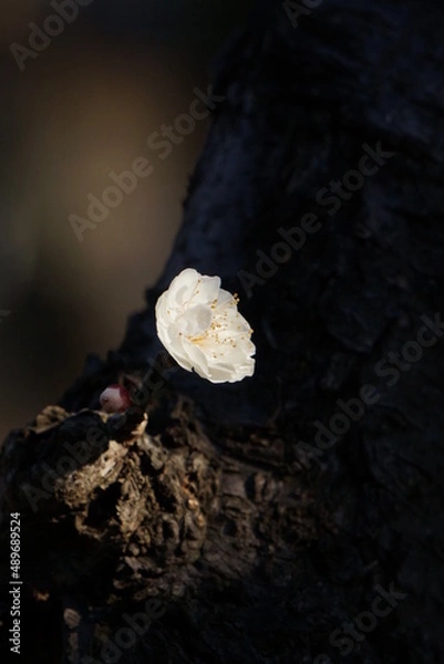 Obraz 早春の公園に咲く梅の花