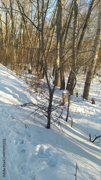 Fototapeta snow covered trees
