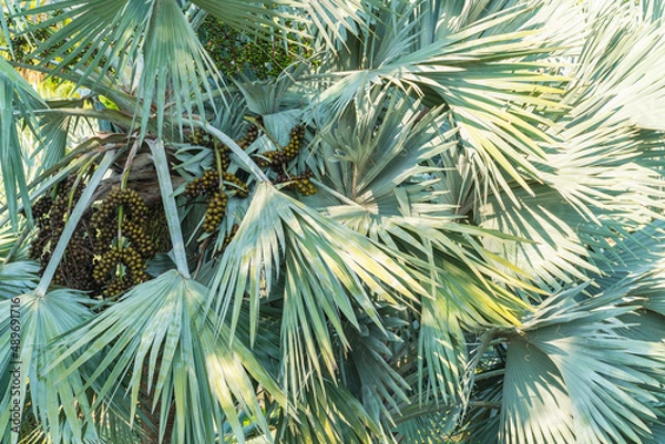 Obraz Abstract palm seed and green palm leaf background in garden. Natural outdoor tree background