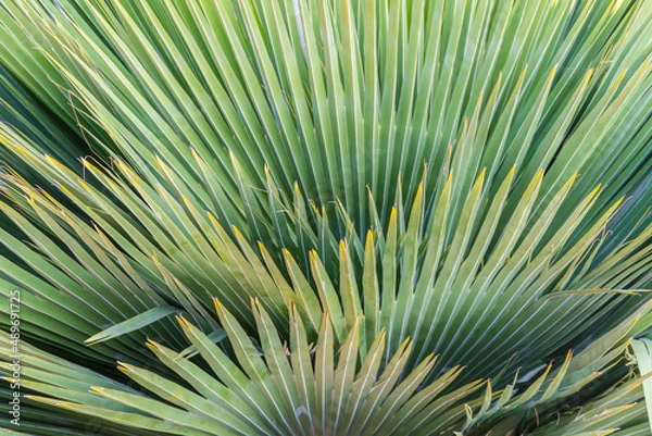 Obraz Abstract green palm leaf background in garden. Natural outdoor tree background