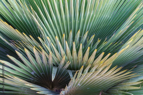 Obraz Abstract green palm leaf background in garden. Natural outdoor tree background