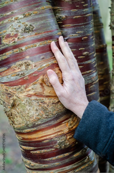 Fototapeta Tibetan cherry tree birchbark cherry tree Prunus serrula with hand in closeup selective focus